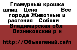 Гламурный крошка шпиц › Цена ­ 30 000 - Все города Животные и растения » Собаки   . Владимирская обл.,Вязниковский р-н